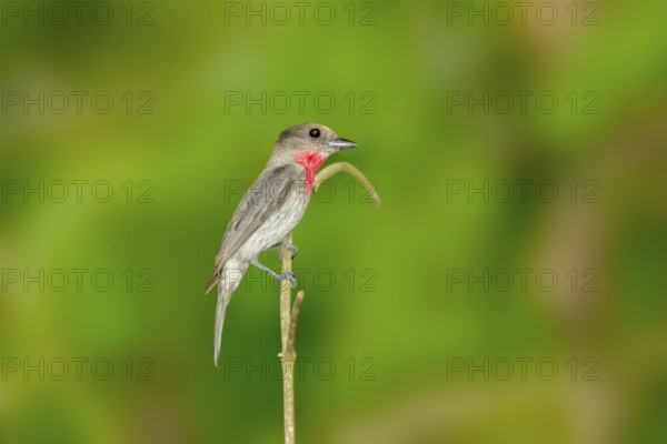 Rose-throated Becard Pachyramphus aglaiae La Bajada, Nayarit, Mexico 8 June Adult Male Tityridae