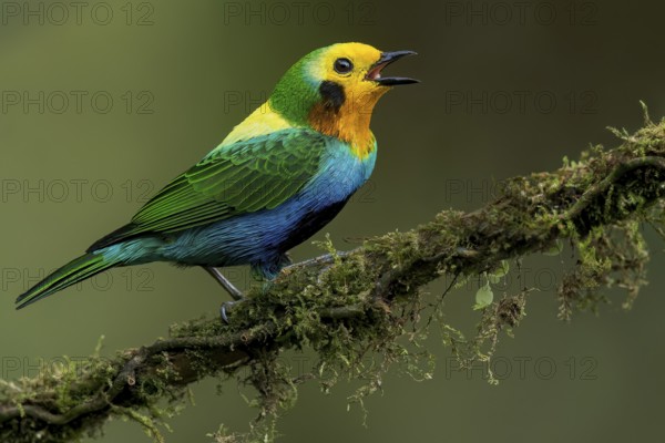 Multicolored Tanager (Chlorochrysa nitidissima) perched on a branch in Colombia, South America