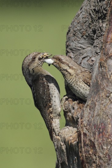 Eurasian Wryneck (Jynx torquilla) juvenile, Baden-Wuerttemberg, Germany