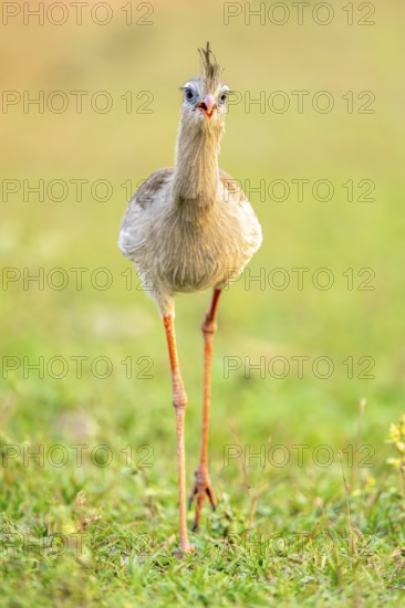 Red-footed seriema (Cariama cristata), South Pantanal, Aquidauana, Taunay, Mato Grosso do Sul, Brazil