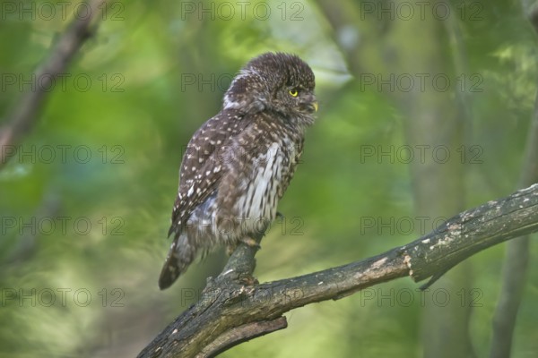 Eurasian Pygmy Owl (Glaucidium passerinum) female perched on a branch, Bavaria, Germany