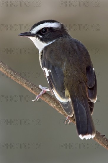 Buff-sided Robin (Poecilodryas cerviniventris), Western Australia, Australia