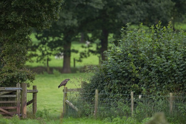Common buzzard (Buteo buteo) adult bird of prey raptor on a countryside wooden fence, Wales, United Kingdom