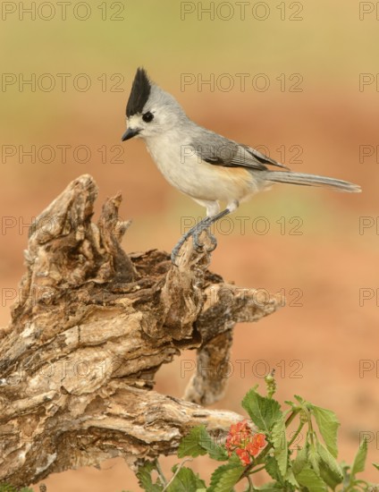 Black-crested Titmouse (Baeolophus atricristatus), Texas, USA
