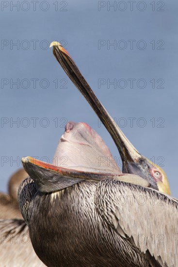Brown Pelican (Pelecanus occidentalis), Florida, USA