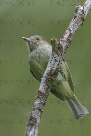 Serra do Mar Tyrant-Manakin (Neopelma chrysolophum) perched on a branch in the Atlantic rainforest of southeast Brazil