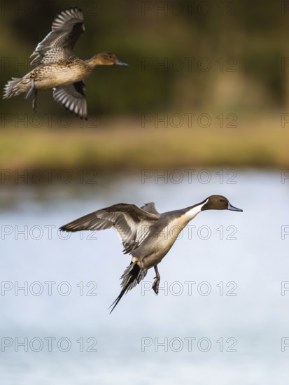 Northern Pintail, Anas acuta, pair of birds in flight over winter marshes
