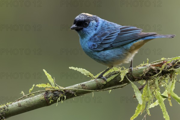 Golden-naped Tanager (Tangara ruficervix) perched on a branch in Colombia, South America