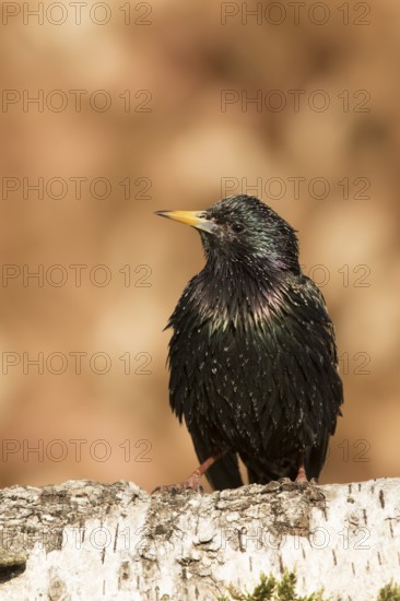 Common Starling (Sturnus vulgaris) perched on a trunk, Bavaria, Germany