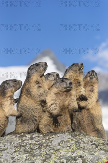 Group of Alpine Marmots, Marmota marmota, sideview portrait in early morning light. Grossglockner mountain in the distant background. Grossglockner high alpine road, Hohe Tauern National Park, Austria