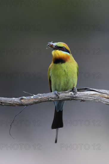 Rainbow Bee-eater (Merops ornatus) male perched on a branch with a bee prey in its beak, Victoria, Australia