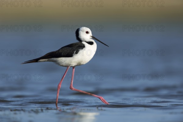 White-headed Stilt (Himantopus leucocephalus), Victoria, Australia