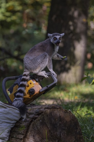 One ring-tailed lemur (Lemur catta) with a chainsaw on a log. A green forest in the background