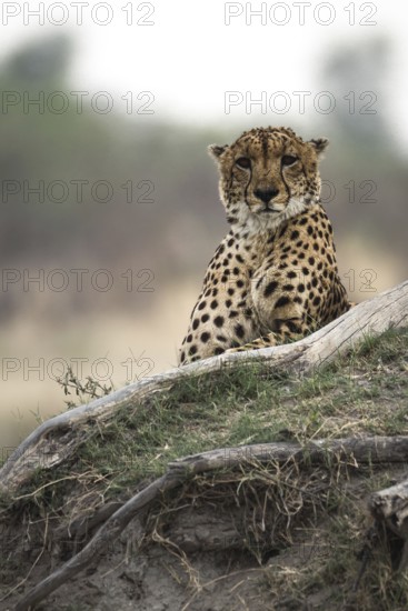 Cheetah (Acinonyx jubatus) rests on the roots of a tree, waiting to hunt, Botswana
