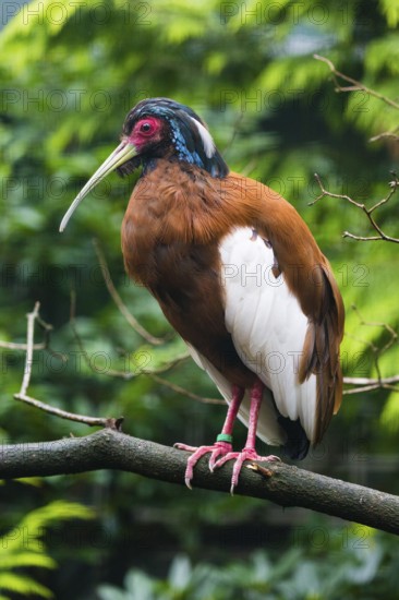 Madagascan ibis, Madagascar crested ibis (Lophotibis cristata), adult male perched on a branch, captive, Germany