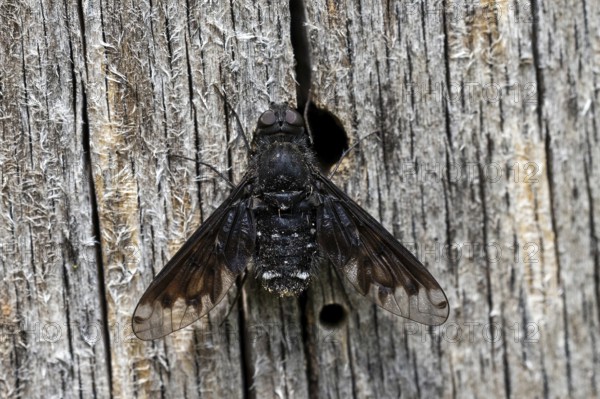 Black hoverfly (Anthrax morio), animals, insects, flies, fly, Baden-Württemberg, Federal Republic of Germany