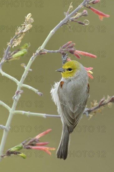 Verdin (Auriparus flaviceps), Texas, USA