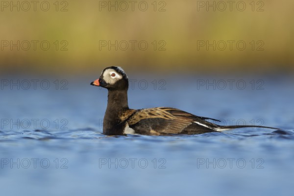 Long-tailed Duck (Clangula hyemalis) in a pond near Nome, Alaska