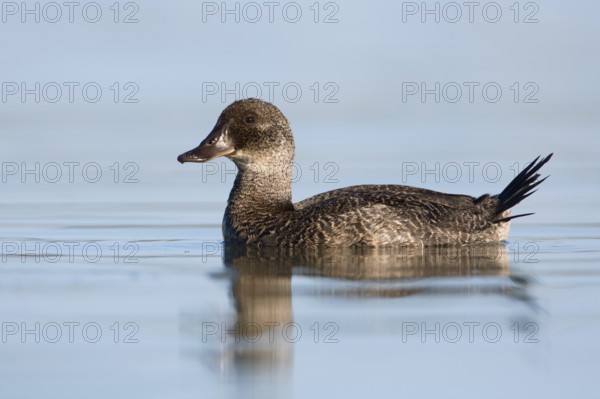 Blue-billed Duck (Oxyura australis) female, Victoria, Australia