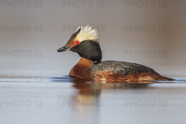 Horned Grebe (Podiceps auritus) in a pond in the tundra near Churchill, Manitoba, Canada