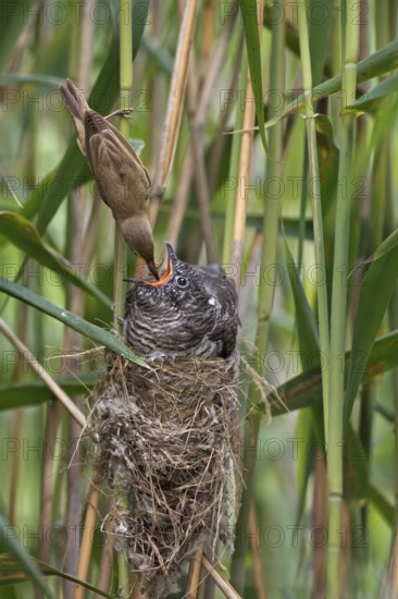 Common Cuckoo & Eurasian Reed Warbler (Cuculus canorus & Acrocephalus scirpaceus) Eurasian Reed Warbler feeding juvenile Common Cuckoo in nest, Saxony-Anhalt, Germany