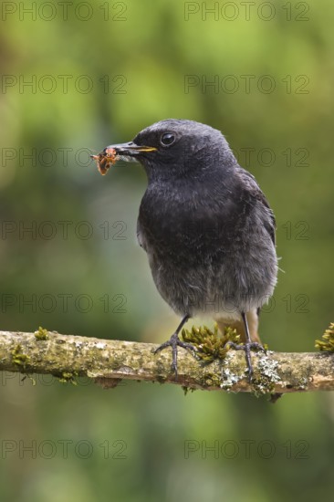 Black Redstart (Phoenicurus ochruros) male with insect prey in beak to feed chicks, Bavaria, Germany