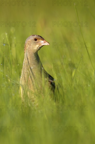 Corn Crake (Crex crex), Saxony-Anhalt, Germany