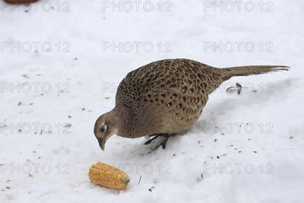 Common Pheasant (Phasianus colchicus) female, Lower Saxony, Germany