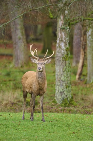 A majestic stag with antlers stands in the forest in front of trees, red deer (Cervus elaphus), Hesse, Germany
