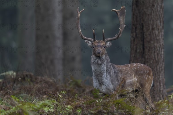 A fallow deer (Dama dama) leaves the rut and looks for a place to rest, autumn, rut, fallow deer rut, October, Germany