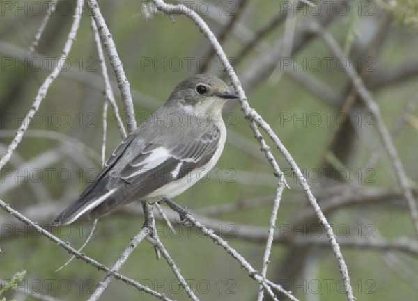 Collared Flycatcher (Ficedula albicollis) female, Akhna Dam, Cyprus