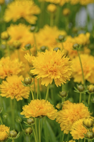Girl's eye (Coreopsis grandiflora 'Sunray'), Merkel family, Germany