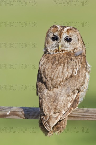 Tawny Owl (Strix aluco), Hesse, Germany