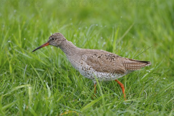 Common Redshank (Tringa totanus), Netherlands
