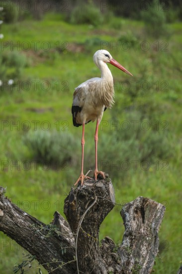 Rasmalho, Portimao, Algarve, Portugal - Stork colony, storks. The stork village near Rasmalho is located directly on the road from Portimao to Monchique