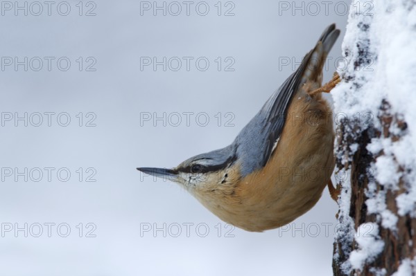 Eurasian Nuthatch (Sitta europaea), Utrecht, Netherlands