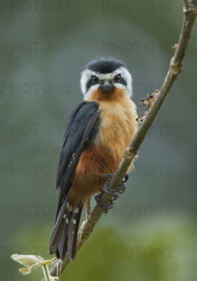 Collared Falconet (Microhierax caerulescens) perched on a branch, West Bengal, India