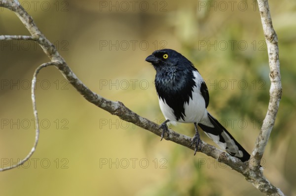 Magpie Tanager (Cissopis leverianus) perched on a branch in the Atlantic Rainforest Region of Brazil