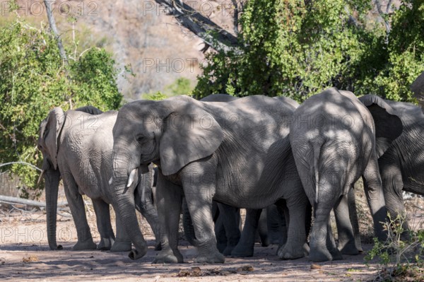 Herd of African elephants (Loxodonta africana), desert elephants, riverbed of the Ugab River, Damaraland, Kunene region, Namibia