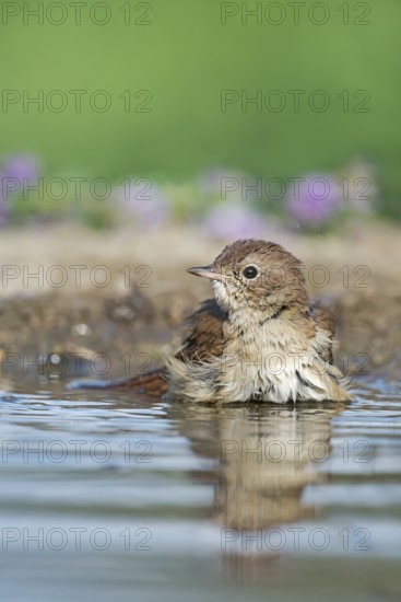 Common Nightingale (Luscinia megarhynchos) bathing in waterhole, Aosta Valley, Italy