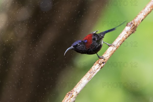 Black-throated Sunbird (Aethopyga saturata assamensi) male perched on a branch, Yunnan, China