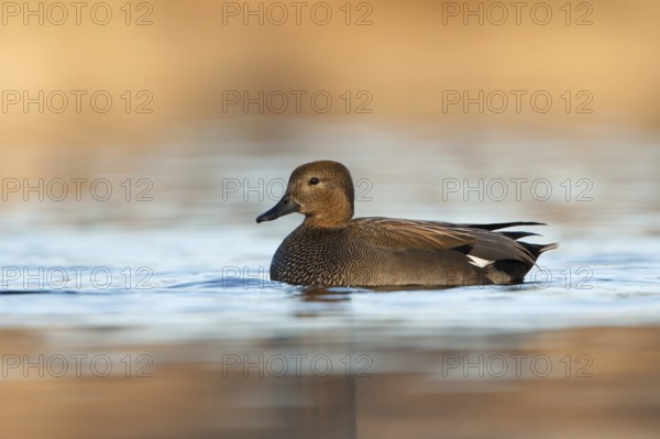Gadwall (Mareca strepera), Utrecht, Netherlands