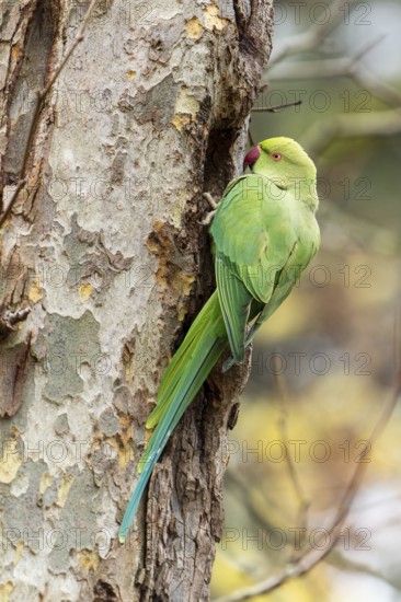 Rose-ringed parakeet (Psittacula krameri) on a tree, wildlife, Germany
