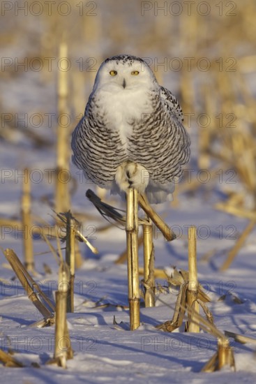 Snowy Owl (Bubo scandiacus), Ontario, Canada