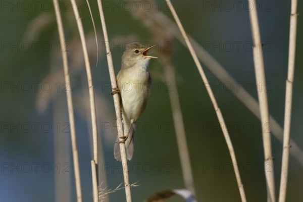 Marsh Warbler (Acrocephalus palustris) singing, Saxony, Germany