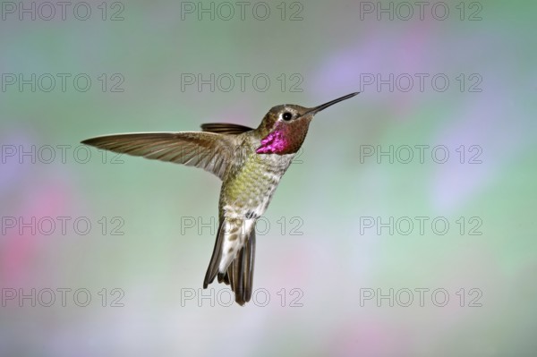 Anna's Hummingbird (Calypte anna) male hovering, Arizona, USA
