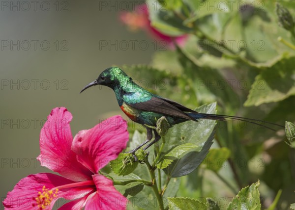 Beautiful Sunbird (Cinnyris pulchellus) male, Gambia
