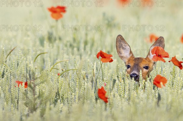 Roe deer, European roe deer, (Capreolus capreolus), hiding in a grain field, portrait, Hockenheim, Baden-Württemberg, Federal Republic of Germany