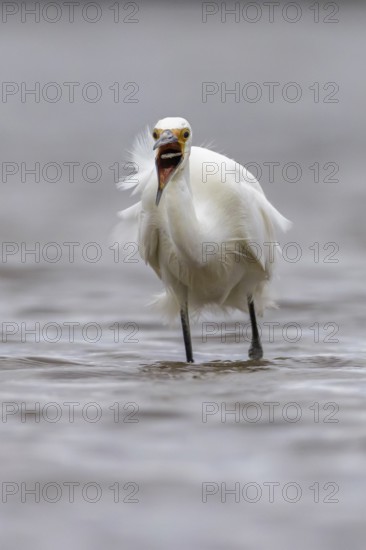 Little Egret (Egretta garzetta) eating a small fish, Victoria, Australia