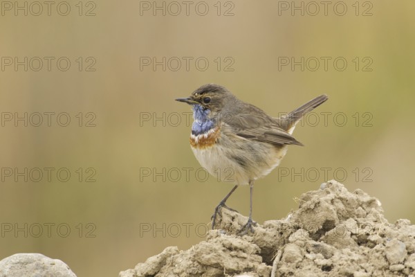 Bluethroat (Luscinia svecica cyanecula) male, Turkey